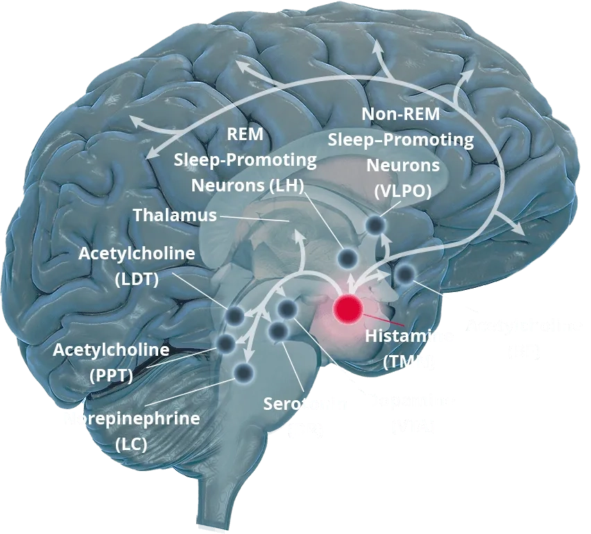 Histamine neurons in the brain project to the cortex, other wake-promoting neurons, and sleeppromoting neurons